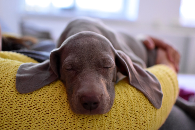 Stella DSC_0095